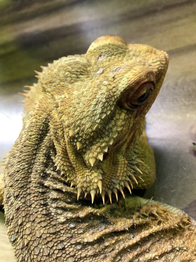 Bearded Dragon at the lower floor of the Reptielenhuis De Aarde zoo