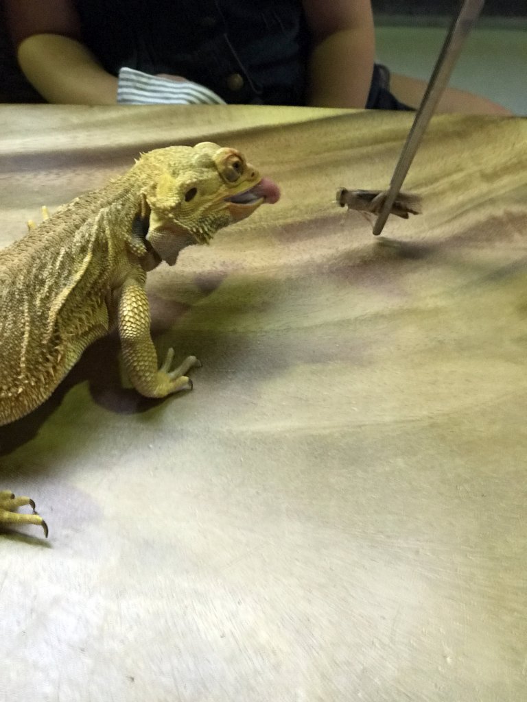 Bearded Dragon being fed with a Locust at the lower floor of the Reptielenhuis De Aarde zoo