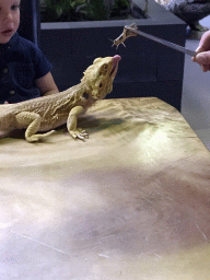 Bearded Dragon being fed with a Locust at the lower floor of the Reptielenhuis De Aarde zoo