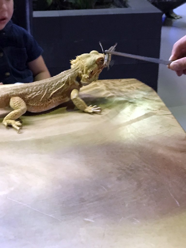 Bearded Dragon being fed with a Locust at the lower floor of the Reptielenhuis De Aarde zoo