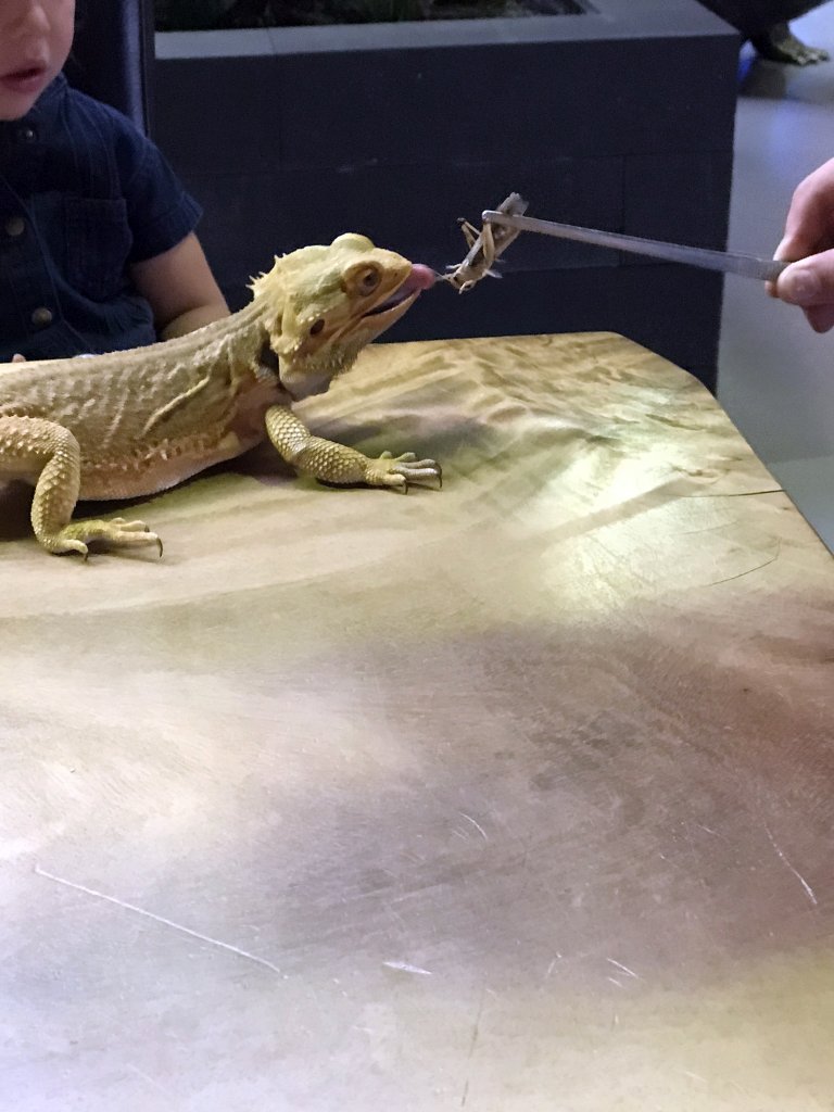 Bearded Dragon being fed with a Locust at the lower floor of the Reptielenhuis De Aarde zoo