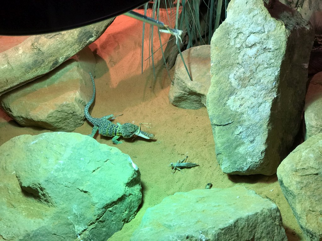 Lizard eating Locusts at the upper floor of the Reptielenhuis De Aarde zoo