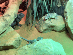 Chuckwalla and other Lizards at the upper floor of the Reptielenhuis De Aarde zoo