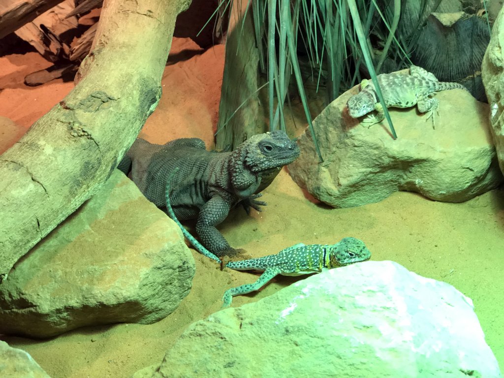 Chuckwalla and other Lizards at the upper floor of the Reptielenhuis De Aarde zoo