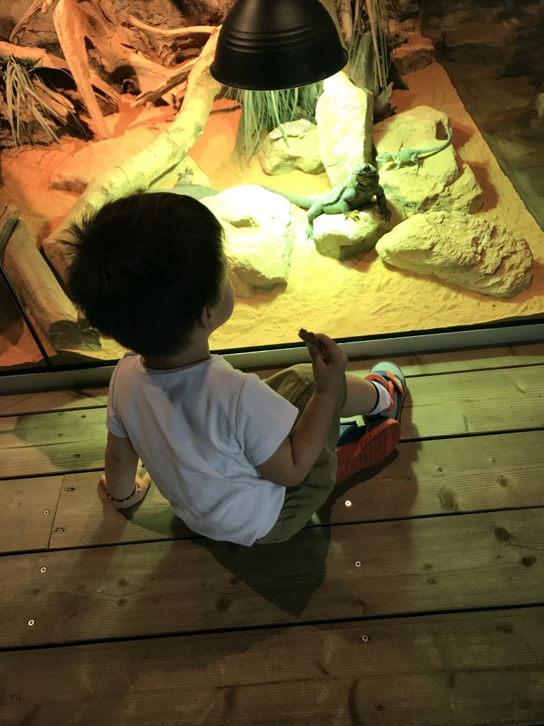 Max with a Chuckwalla and another Lizard at the upper floor of the Reptielenhuis De Aarde zoo