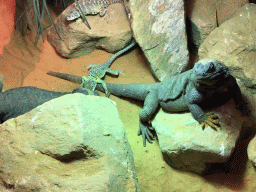 Chuckwallas and other Lizards eating Locusts at the upper floor of the Reptielenhuis De Aarde zoo