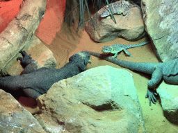 Chuckwallas and other Lizards eating Locusts at the upper floor of the Reptielenhuis De Aarde zoo