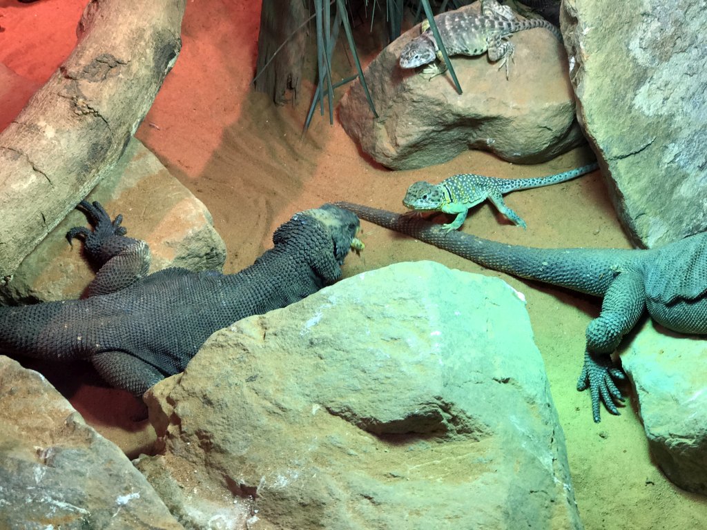 Chuckwallas and other Lizards eating Locusts at the upper floor of the Reptielenhuis De Aarde zoo