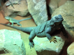 Chuckwalla and other Lizards at the upper floor of the Reptielenhuis De Aarde zoo