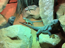 Chuckwallas and other Lizards at the upper floor of the Reptielenhuis De Aarde zoo