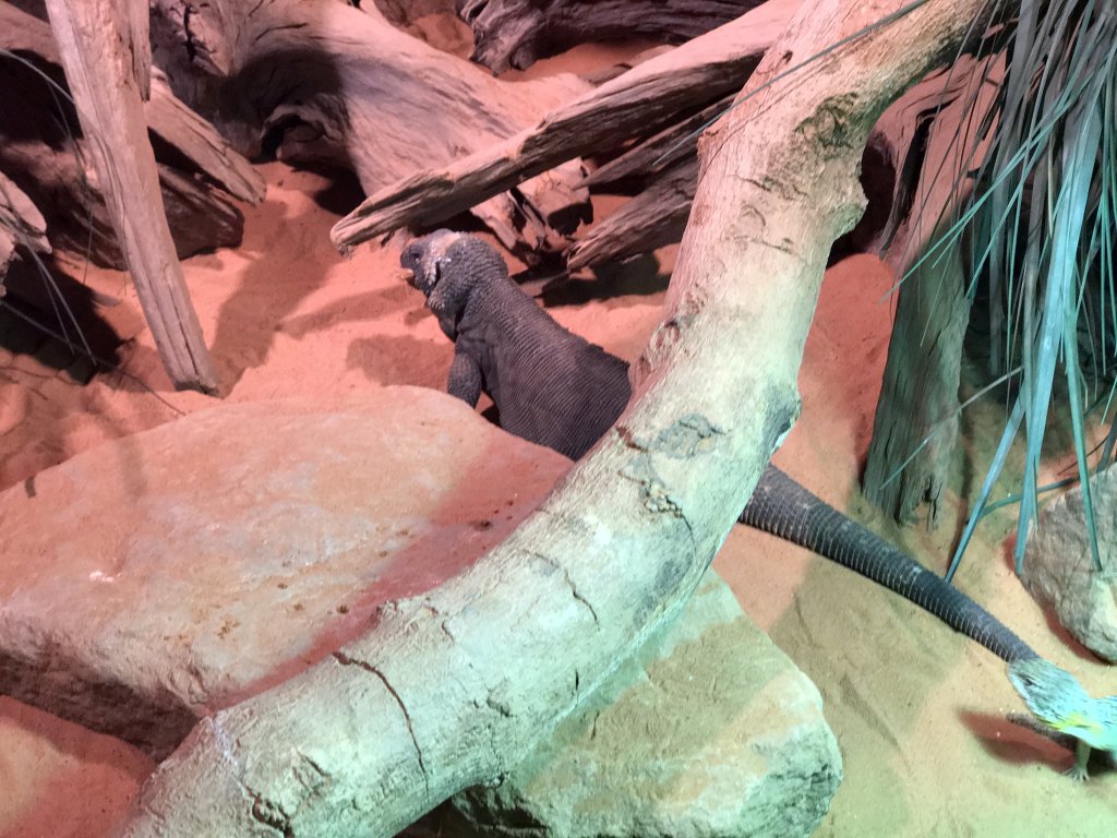 Chuckwalla at the upper floor of the Reptielenhuis De Aarde zoo