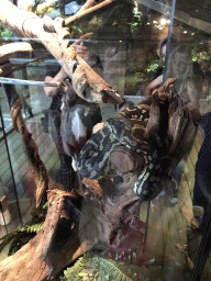 Carpet Python being fed with a Rat at the upper floor of the Reptielenhuis De Aarde zoo