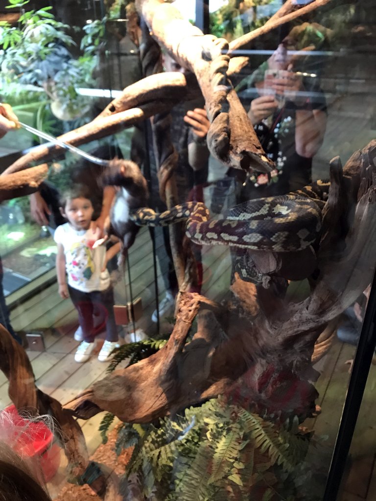 Carpet Python biting a Rat at the upper floor of the Reptielenhuis De Aarde zoo