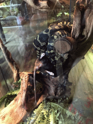 Carpet Python strangling a Rat at the upper floor of the Reptielenhuis De Aarde zoo