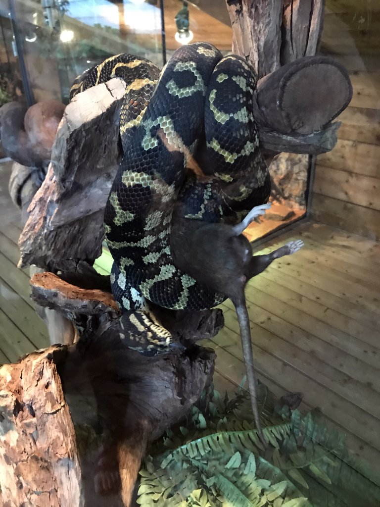 Carpet Python strangling a Rat at the upper floor of the Reptielenhuis De Aarde zoo