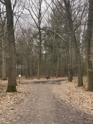 Max at the Mastbos forest