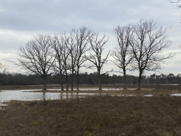 Trees at the west side of the Galderse Heide heather, viewed from the Vlonderpad walkway