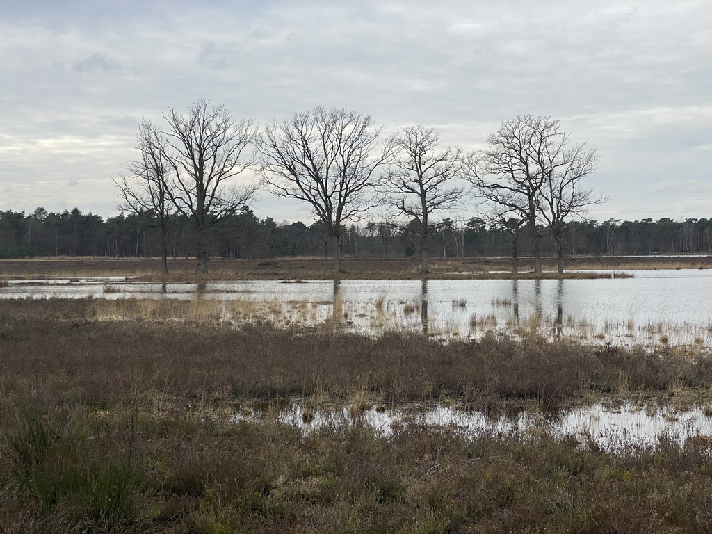 Trees at the west side of the Galderse Heide heather, viewed from the Vlonderpad walkway