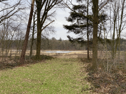 The Galderse Heide heather, viewed from the road at the south side