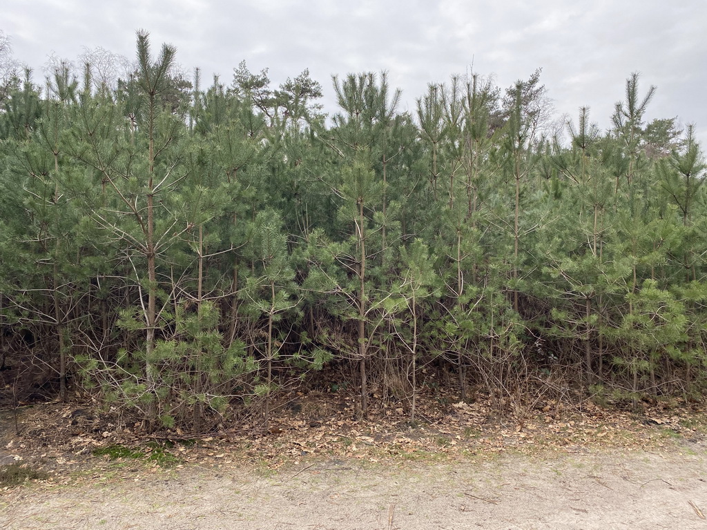 Conifers at the Mastbos forest at the west side of the Galderse Heide heather