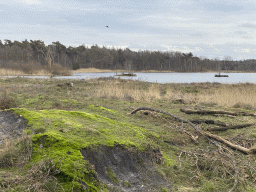 The north side of the Galderse Heide heather