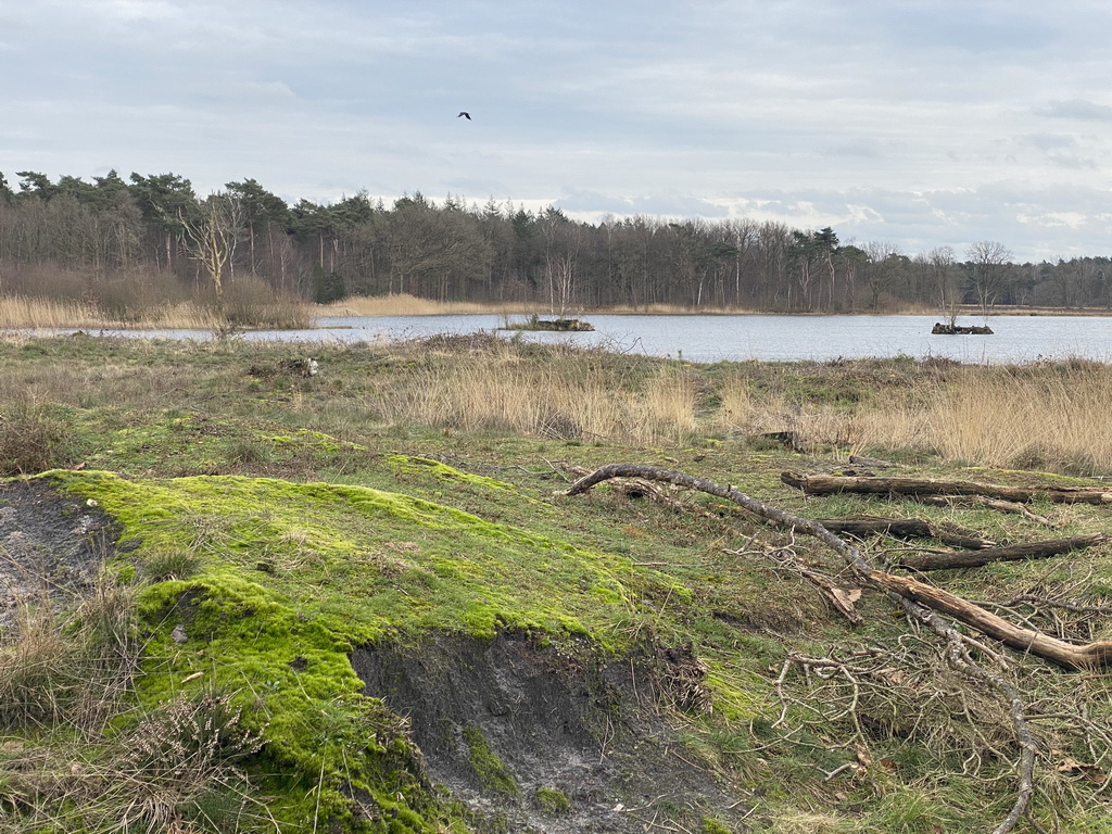 The north side of the Galderse Heide heather