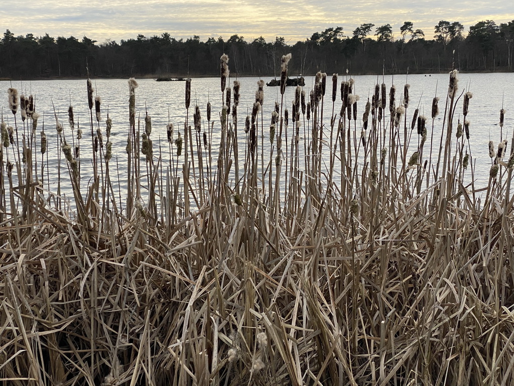 Plants at the north side of the Galderse Heide heather