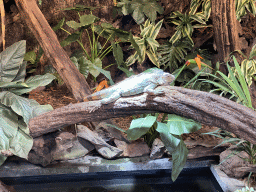 Green Iguana at the lower floor of the Reptielenhuis De Aarde zoo