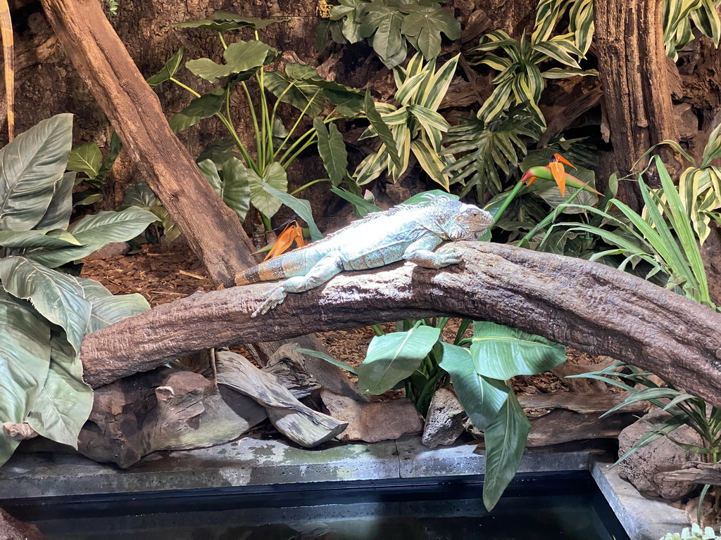 Green Iguana at the lower floor of the Reptielenhuis De Aarde zoo