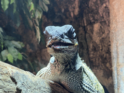 Amboina Sail-finned Lizard at the upper floor of the Reptielenhuis De Aarde zoo