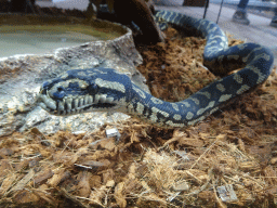Carpet Python at the upper floor of the Reptielenhuis De Aarde zoo