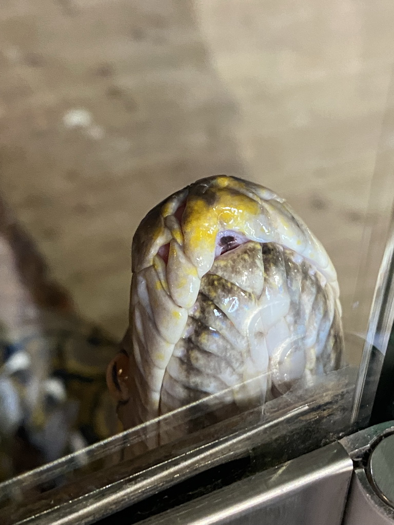 Reticulated Python at the upper floor of the Reptielenhuis De Aarde zoo