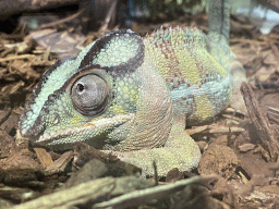 Panther Chameleon at the upper floor of the Reptielenhuis De Aarde zoo