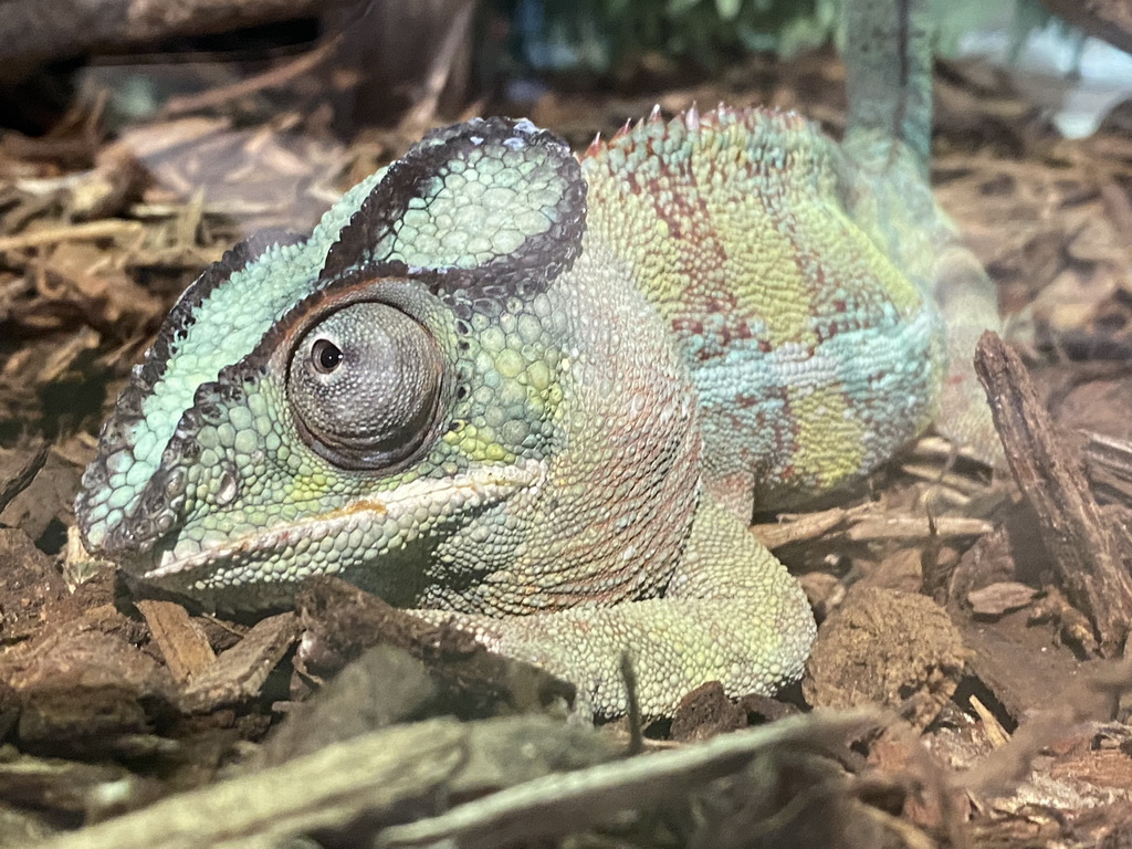 Panther Chameleon at the upper floor of the Reptielenhuis De Aarde zoo