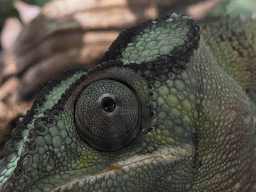 Head of a Panther Chameleon at the upper floor of the Reptielenhuis De Aarde zoo