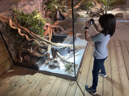 Max making a photograph of the Fiji Banded Iguana at the upper floor of the Reptielenhuis De Aarde zoo