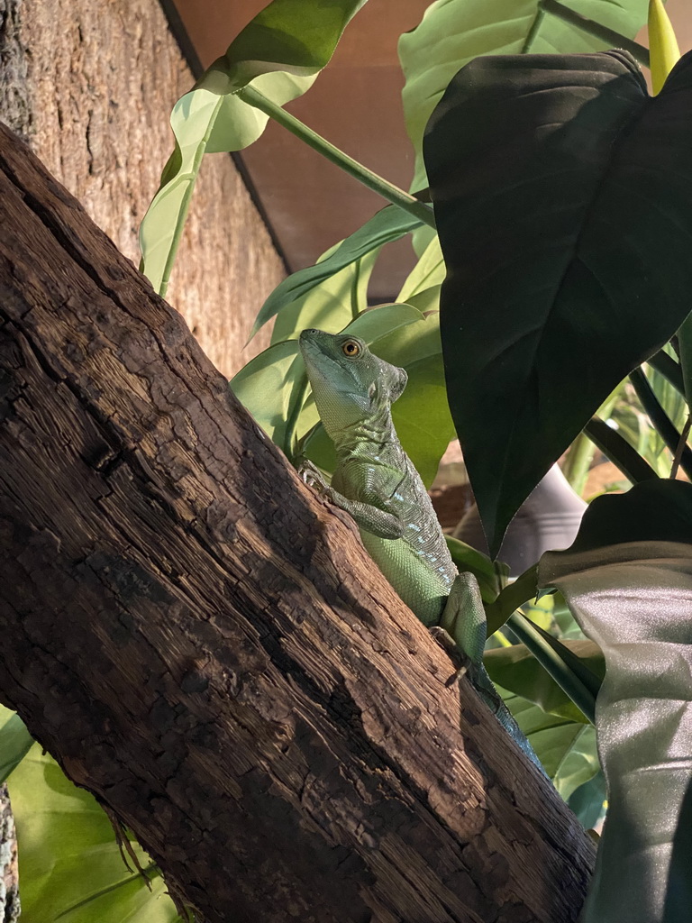 Plumed Basilisk at the upper floor of the Reptielenhuis De Aarde zoo