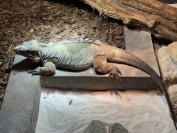 Rhinoceros Iguana at the upper floor of the Reptielenhuis De Aarde zoo