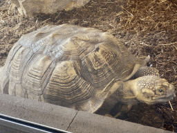 African Spurred Tortoise at the lower floor of the Reptielenhuis De Aarde zoo