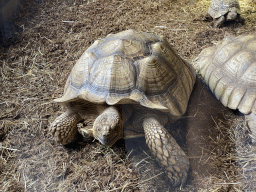African Spurred Tortoises at the lower floor of the Reptielenhuis De Aarde zoo