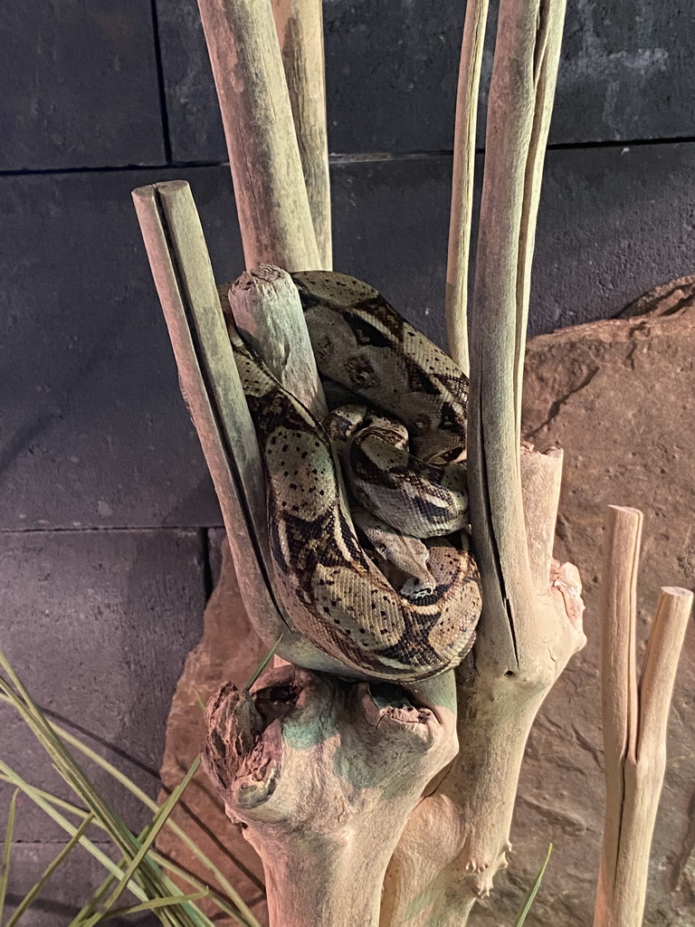 Boa Imperator at the lower floor of the Reptielenhuis De Aarde zoo