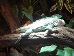 Green Iguana at the lower floor of the Reptielenhuis De Aarde zoo