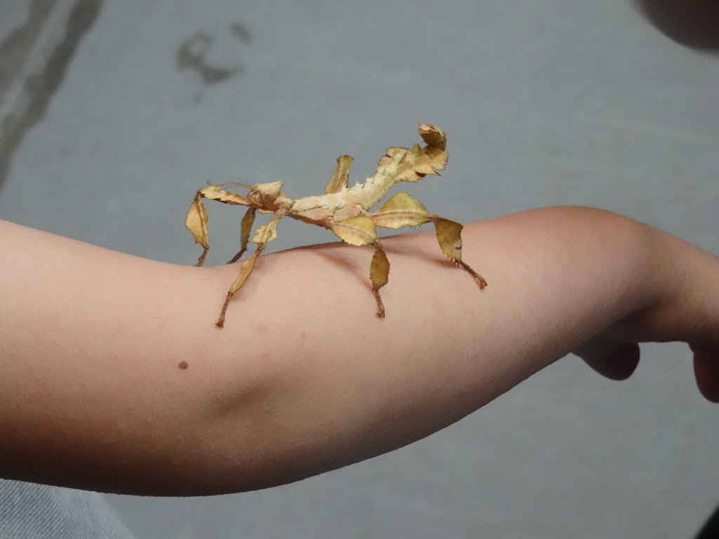 Max with an Australian Walking Stick at the lower floor of the Reptielenhuis De Aarde zoo