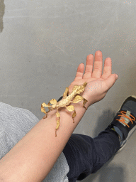 Max with an Australian Walking Stick at the lower floor of the Reptielenhuis De Aarde zoo