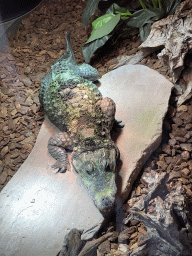 Dwarf Crocodile at the lower floor of the Reptielenhuis De Aarde zoo