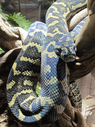 Ball Python at the upper floor of the Reptielenhuis De Aarde zoo