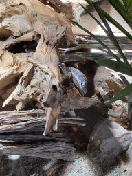 Savannah Monitor at the upper floor of the Reptielenhuis De Aarde zoo