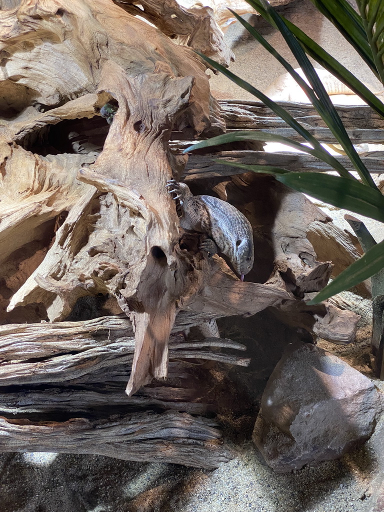 Savannah Monitor at the upper floor of the Reptielenhuis De Aarde zoo