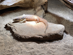 Savannah Monitor at the upper floor of the Reptielenhuis De Aarde zoo