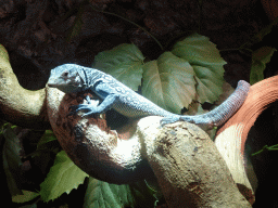 Blue-spotted Tree Monitor at the upper floor of the Reptielenhuis De Aarde zoo